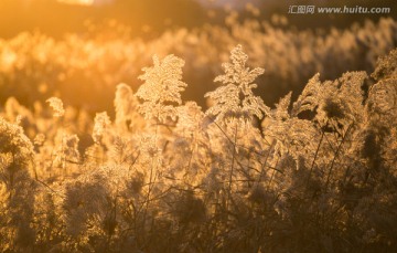 秋天的芦苇