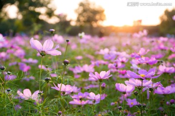 夕阳下的波斯菊