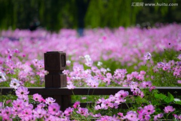 波斯菊和木栏