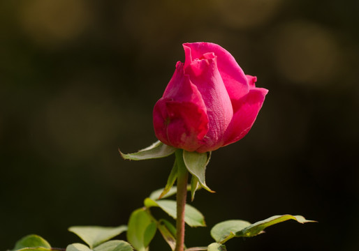 月季花蕾特写