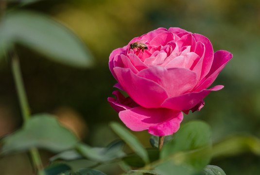 月季花