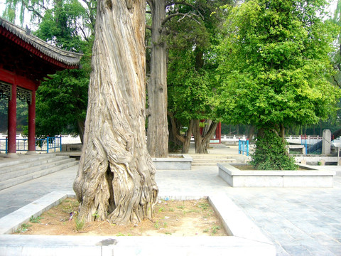 趵突泉公园景观
