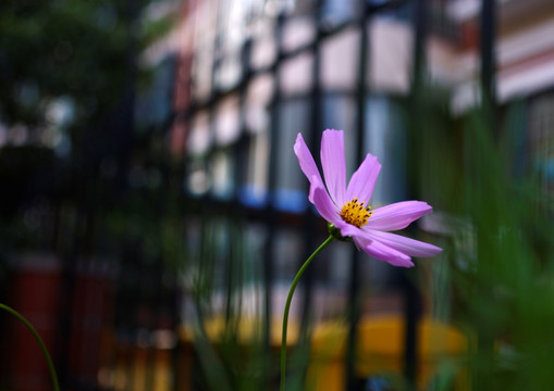 格桑花