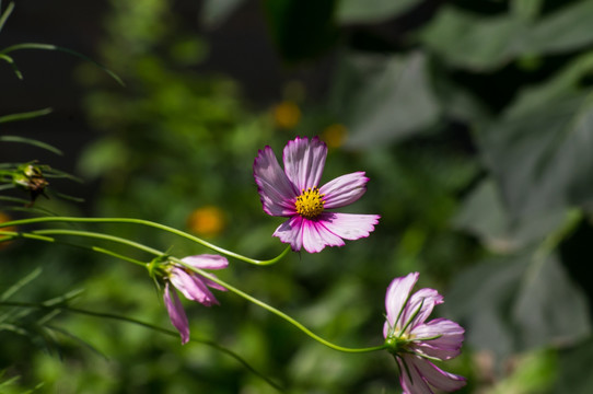 波斯菊