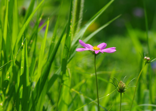 波斯菊