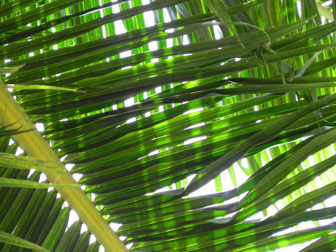 热带植物