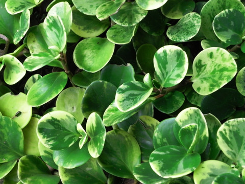 植物细节特写