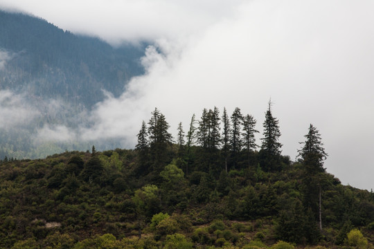 云雾缭绕的高山 云杉 冷杉