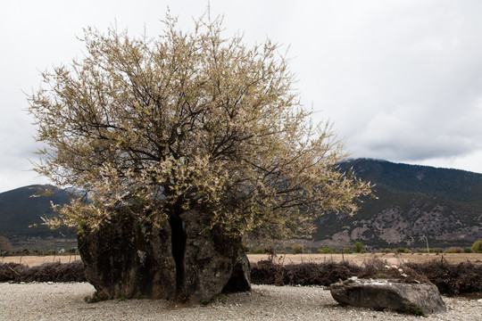 巨石 桃树