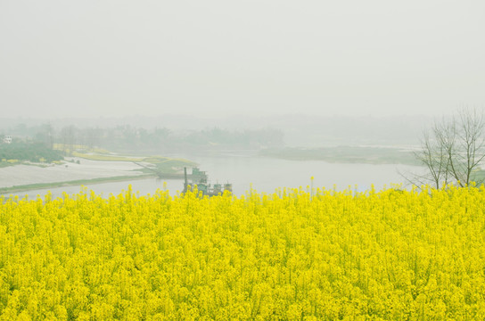 油菜花