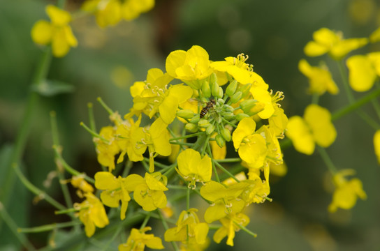 油菜花