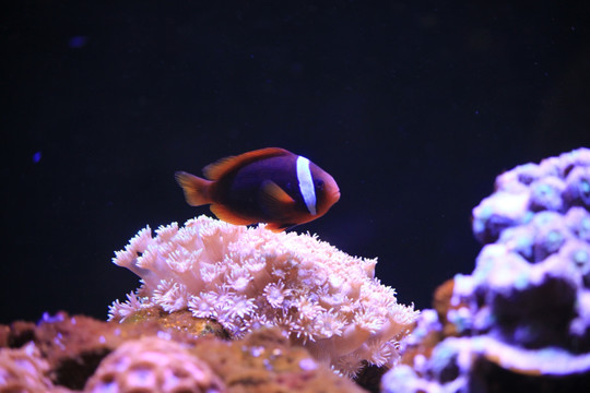 海世界 鱼 热带鱼 珊瑚礁