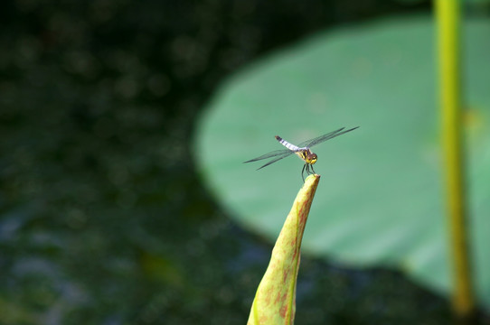 蜻蜓