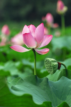荷花