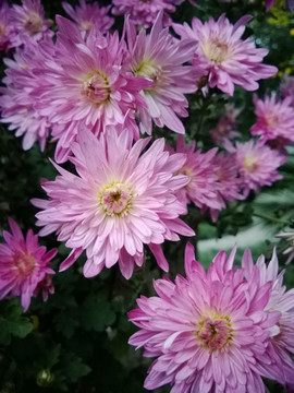 花丛