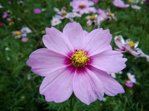 格桑花