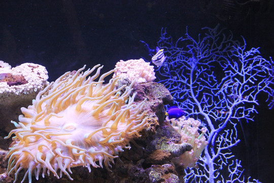 海世界 鱼 热带鱼 珊瑚礁