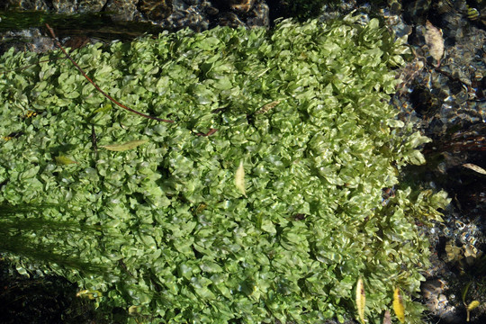 植物 水草