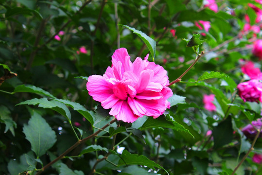 花朵