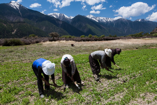 劳动的农妇 妇女 藏民