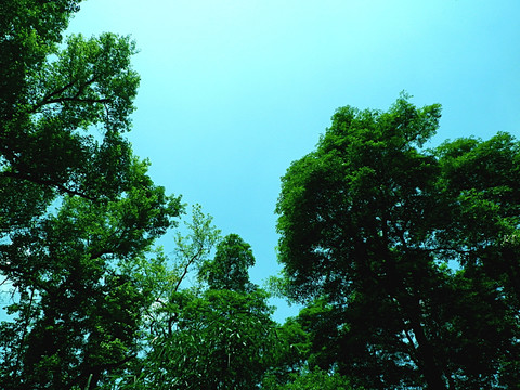 风景 树