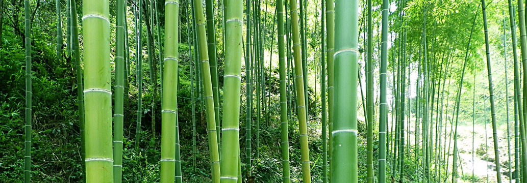 竹子 翠竹