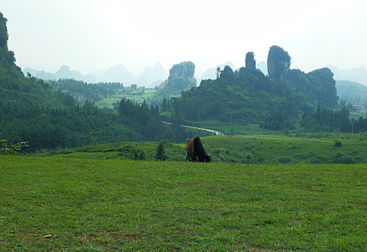 草地 骏马