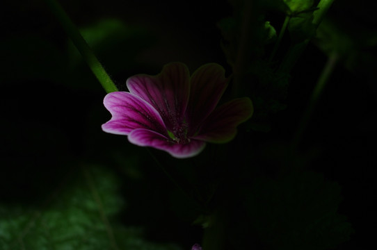 暗光下的瓜叶菊