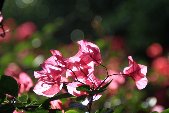 花卉 三角梅花