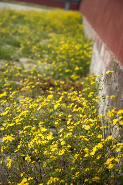 古代红墙与黄色的野花