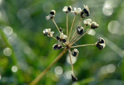 韭菜花