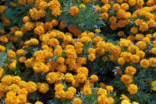 黄花