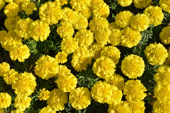 花卉 花 黄花 小花