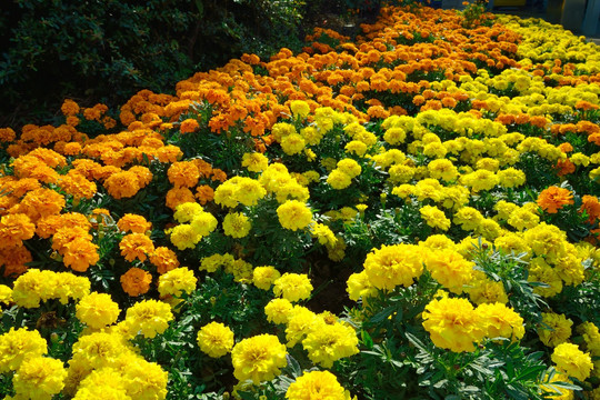 花卉 花 黄花 小花 绿化带