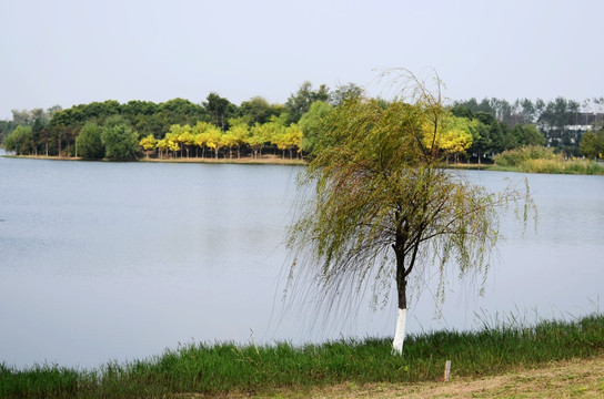 湖边的小树