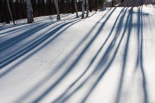 冬日雪原 树影 白桦林