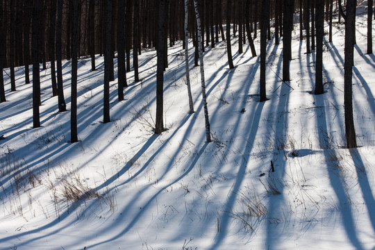 冬日雪原 树影 松林