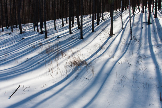 冬日雪原 树影 松林