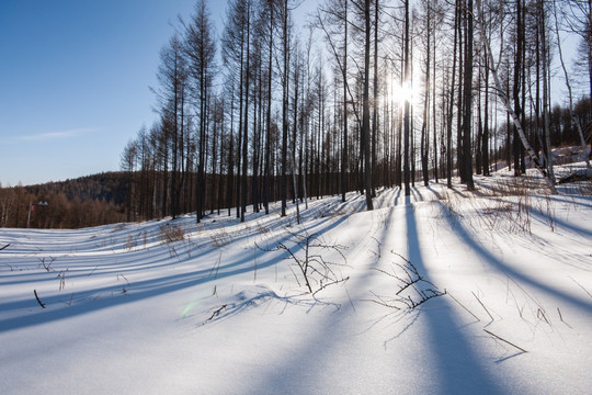 冬日雪原 树影