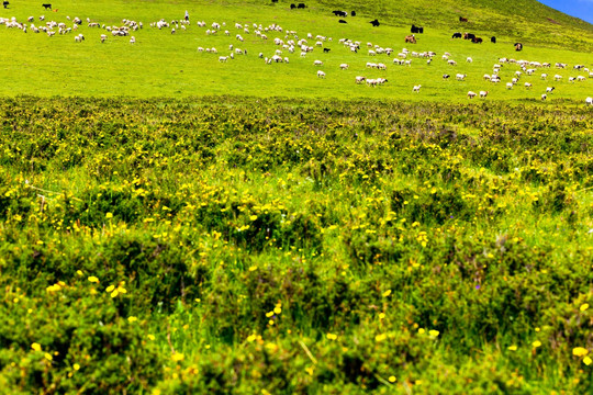 草原的羊群