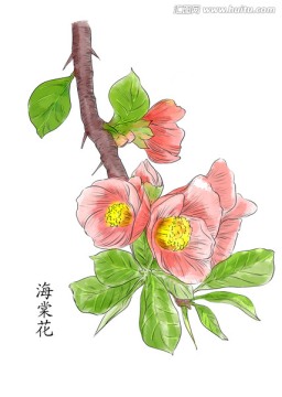 手绘插画 海棠花素材