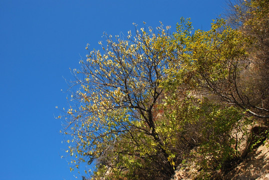 树木 天空 蓝天  树叶 秋景