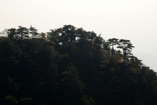 盘山 奇松 山脉 植被 秋景