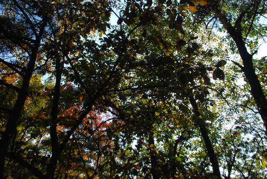树木 树林 秋景 植物