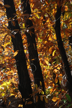 树木 树林 秋景 植物