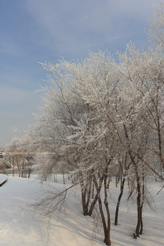 雪松 雾松