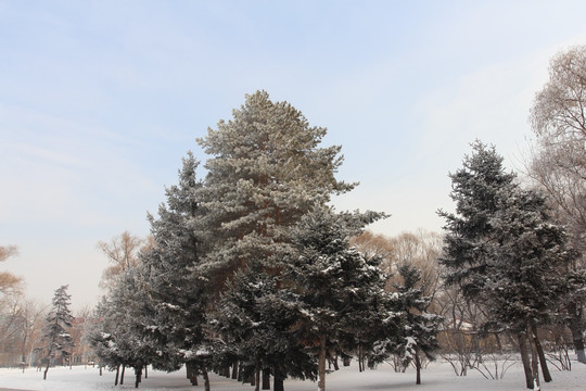 雪松 雾松