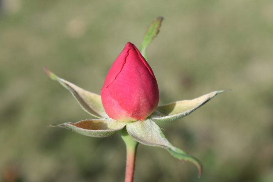 花蕾