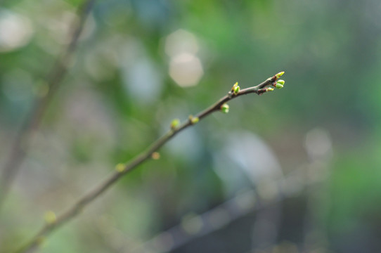 春芽