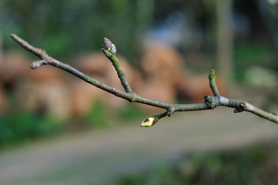 梨树春芽